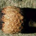 California Black Oak acorn