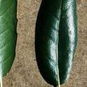 Interior Live Oak leaf