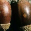 Oregon White Oak acorn