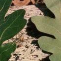 Oregon White Oak leaf