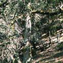 Oregon White Oak image