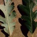 Valley oak leaf