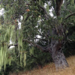Coastal Oak with Lichen