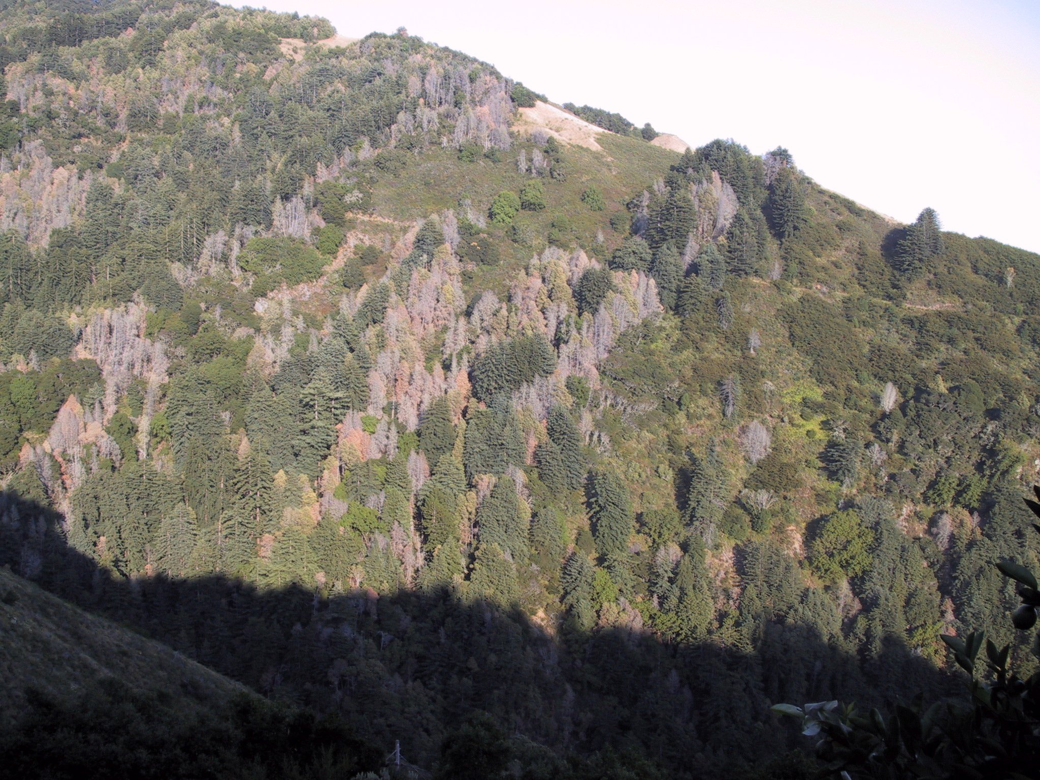 sudden-oak-death-sod-uc-oaks