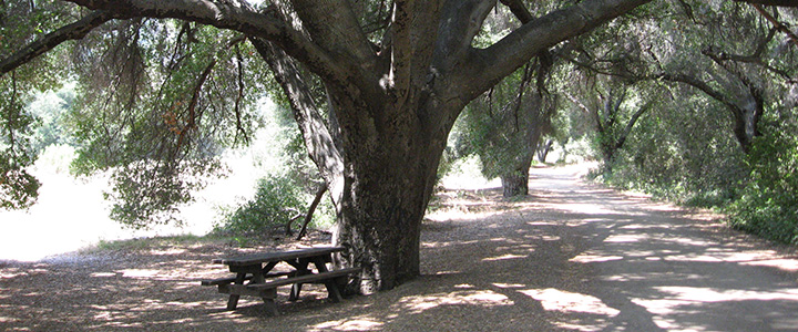 cultural value of oaks image