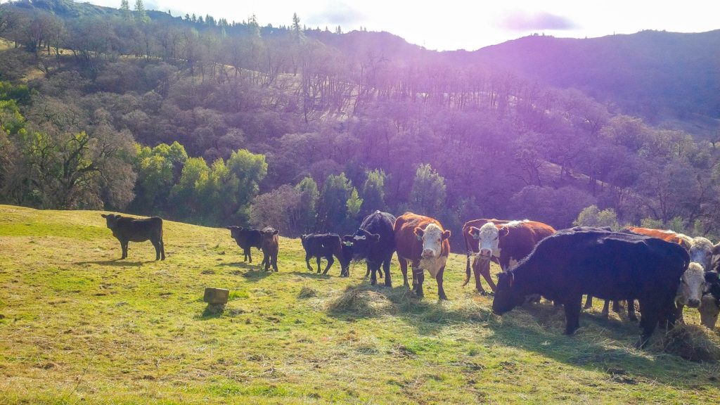 Livestock management on rangelands image