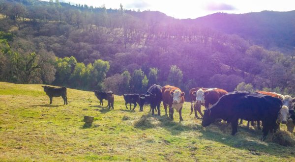Livestock management on rangelands image