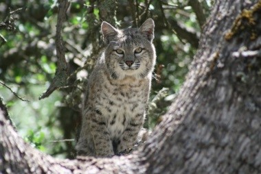 Bobcat c. Royce Larsen