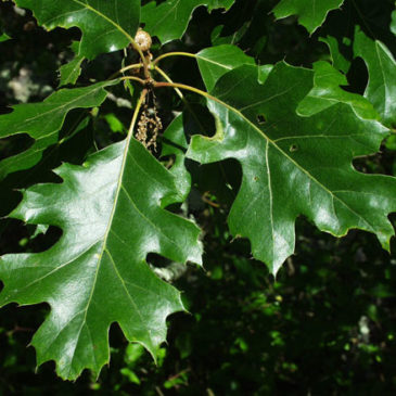 Oak Tree Species ID & Ecology - UC Oaks