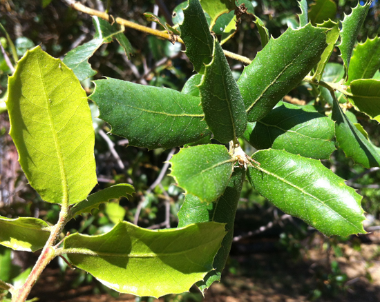 Interior Live Oak Quercus Wislizeni Leaves 