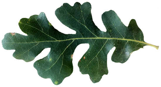 types of oak tree leaves