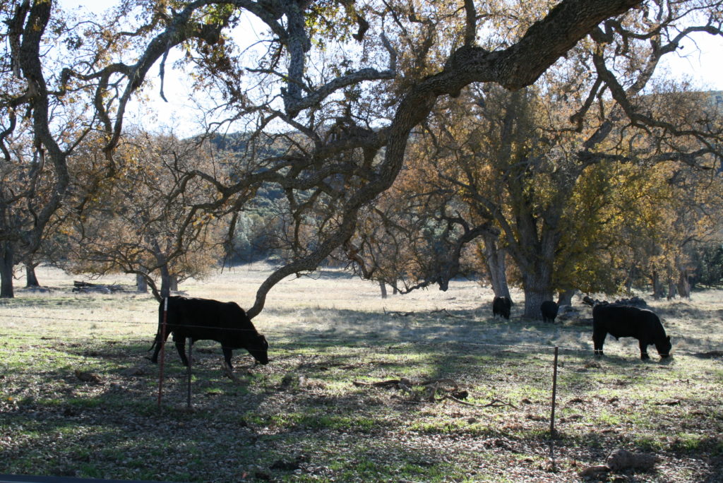 Cattle foraging on acorns