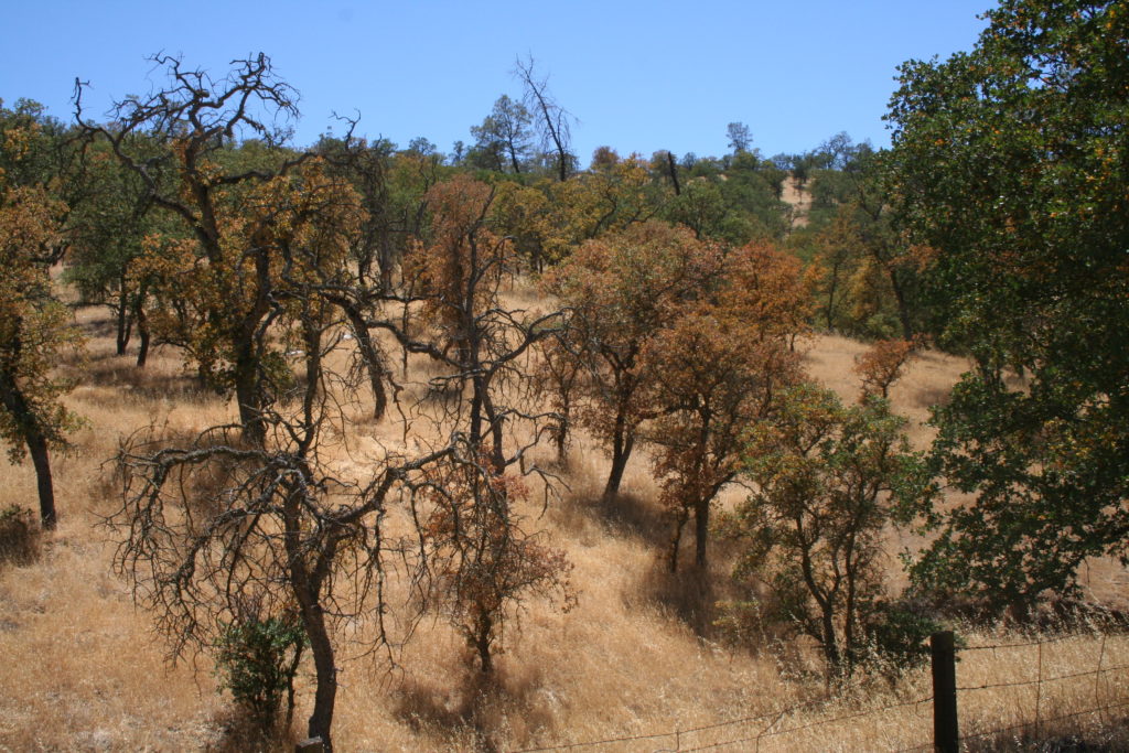 Early leaf drop - Blue Oak Woodland, Sept 2013