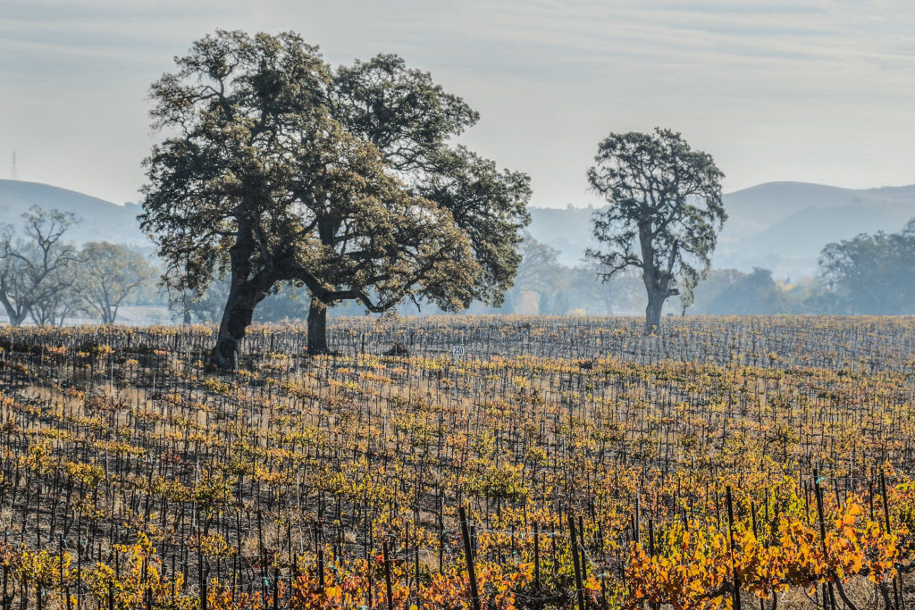 Oak trees in vineyards maintain wildlife diversity and habitat continuity