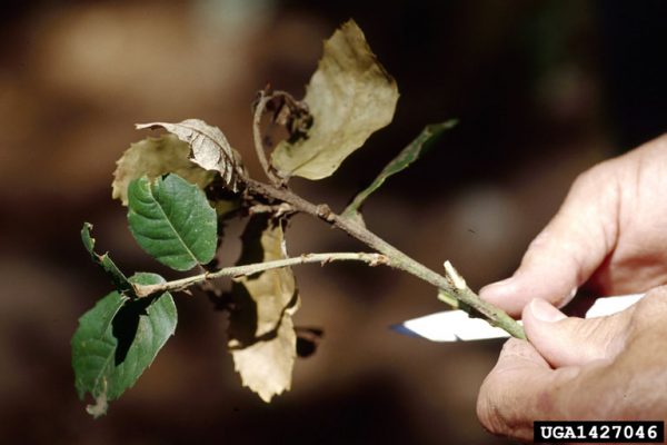 sudden oak death (Phytophthora ramorum) J.O'Brien